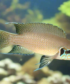 BRICHARDI (NEOLAMPROLOGUS BRICHARDI)