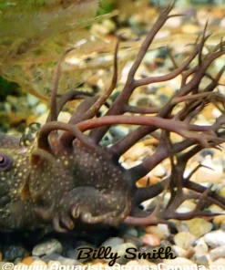 LDA72 Bristlenose Pleco 2" for Sale in Canada | Buy LDA72 Ancistrus