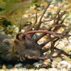 LDA72 Bristlenose Pleco 3–4" for Sale in Canada | Buy LDA72 Ancistrus
