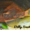 Calico Bristlenose Pleco for Sale in Canada | Buy Calico Ancistrus