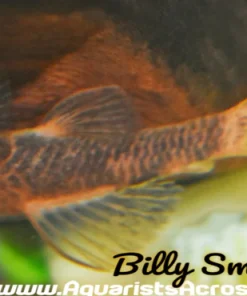 Calico Bristlenose Pleco for Sale in Canada | Buy Calico Ancistrus