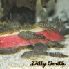 Bristlenose Longfin Pleco for Sale in Canada | Buy Ancistrus sp.