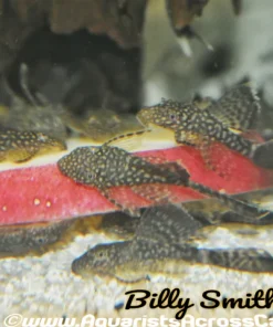 Bristlenose Longfin Pleco for Sale in Canada | Buy Ancistrus sp.