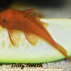Super Red Bristlenose Pleco for Sale in Canada | Buy Super Red Ancistrus