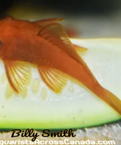 Super Red Bristlenose Pleco for Sale in Canada | Buy Super Red Ancistrus