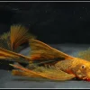 Calico Bristlenose Longfin Pleco for Sale in Canada | Buy Calico Pleco