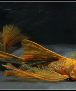 Calico Bristlenose Longfin Pleco for Sale in Canada | Buy Calico Pleco