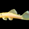 L144 Blue Eye Bristlenose Pleco for Sale in Canada | Buy L144 Pleco
