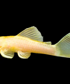 L144 Blue Eye Bristlenose Pleco for Sale in Canada | Buy L144 Pleco