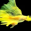 L144 Blue Eye Bristlenose Longfin for Sale in Canada | Buy L144 Pleco