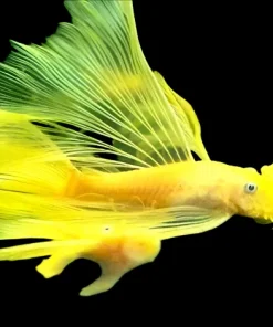 L144 Blue Eye Bristlenose Longfin for Sale in Canada | Buy L144 Pleco