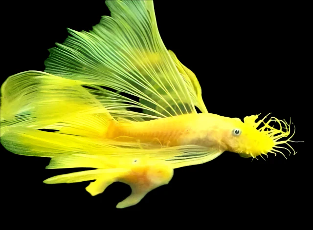 L144 Blue Eye Bristlenose Longfin for Sale in Canada | Buy L144 Pleco