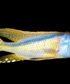 BUCCHO RHOADESSI (HOUSEBRED, F1)7" MALE