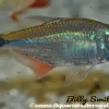 Buenos Aires Tetra (Hemigrammus caudovittatus) for Sale Canada | Hardy Schooling Fish