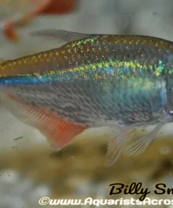 Buenos Aires Tetra (Hemigrammus caudovittatus) for Sale Canada | Hardy Schooling Fish
