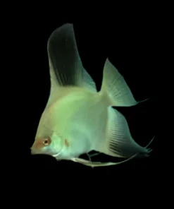 BULGARIAN GREEN SEAL POINT ANGELFISH (Pterophyllum scalare)