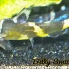 Bumblebee Catfish (Leiocassis siamensis) for Sale Canada | Rare Freshwater Catfish