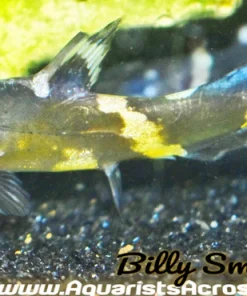 Bumblebee Catfish (Leiocassis siamensis) for Sale Canada | Rare Freshwater Catfish