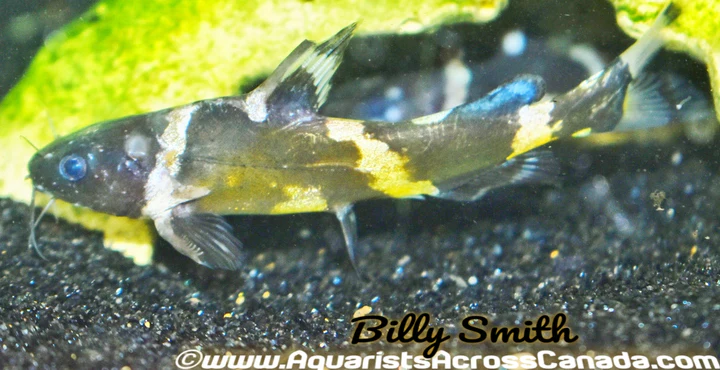 Bumblebee Catfish (Leiocassis siamensis) for Sale Canada | Rare Freshwater Catfish