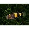 Bumblebee Goby (Brachygobius doriae) for Sale Canada | Rare Nano Aquarium Fish