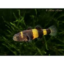 Bumblebee Goby (Brachygobius doriae) for Sale Canada | Rare Nano Aquarium Fish