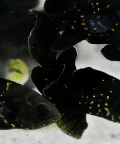 BUMBLEBEE OSCAR (astronotus crassipinnis 'rio araguaia' Wild caught) (RARE)