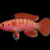 Burmese Scarlet Badis for Sale in Canada | Buy Dario hysginon