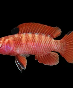 Burmese Scarlet Badis for Sale in Canada | Buy Dario hysginon