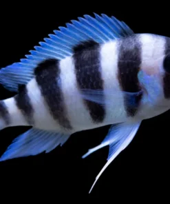 BURUNDI FRONTOSA (Cyphotilapia .sp Burundi) Regular price$22.99 CAD