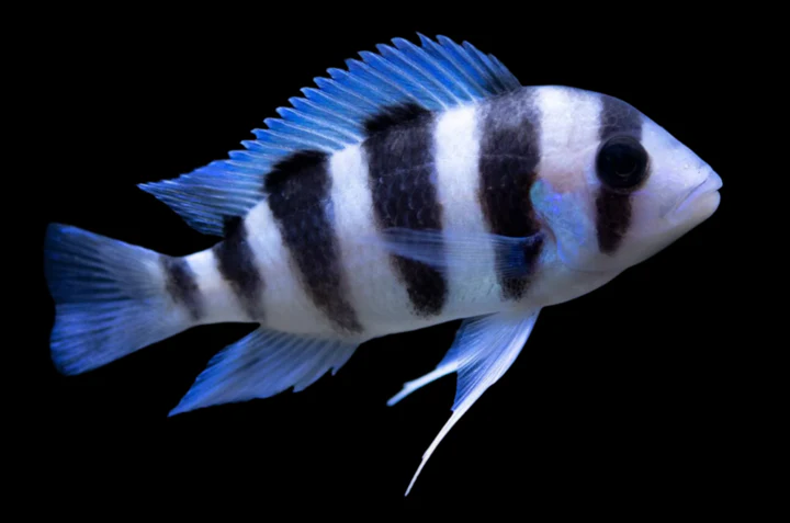 BURUNDI FRONTOSA (Cyphotilapia .sp Burundi) Regular price$22.99 CAD