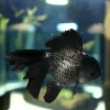 Large A Grade Black Jellyhead Oranda Goldfish (Carassius auratus) 4" for Sale Canada