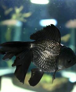 Large A Grade Black Jellyhead Oranda Goldfish (Carassius auratus) 4" for Sale Canada