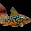 C005 Albertini Corydoras (Corydoras albertini) for Sale Canada | Rare Cory Catfish