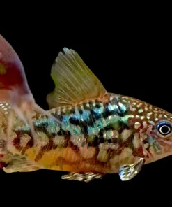 C005 Albertini Corydoras (Corydoras albertini) for Sale Canada | Rare Cory Catfish