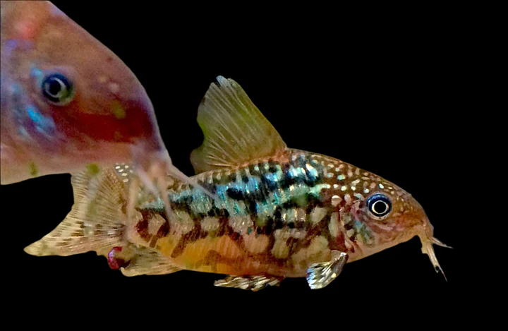 Albertini Corydoras C005 Canada | Buy Rare Corydoras albertini Catfish Online