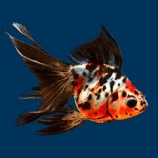 Calico Fantail Goldfish (Carassius auratus) 1.5" for Sale Canada | Premium Fancy Goldfish