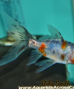 Calico Shubunkin Goldfish (Carassius auratus) 2.5–3.75" for Sale Canada | Premium Japanese Goldfish