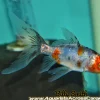 Calico Shubunkin Goldfish (Carassius auratus) 4–4.75" for Sale Canada | Premium Pond Goldfish