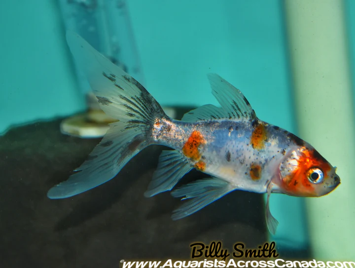 Calico Shubunkin Goldfish (Carassius auratus) 4–4.75" for Sale Canada | Premium Pond Goldfish