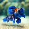 A Grade Calico Dragon Eye Broad Tail Goldfish (Carassius auratus) 4" for Sale Canada | Premium Fancy Goldfish