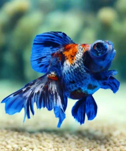 A Grade Calico Dragon Eye Broad Tail Goldfish (Carassius auratus) 4" for Sale Canada | Premium Fancy Goldfish