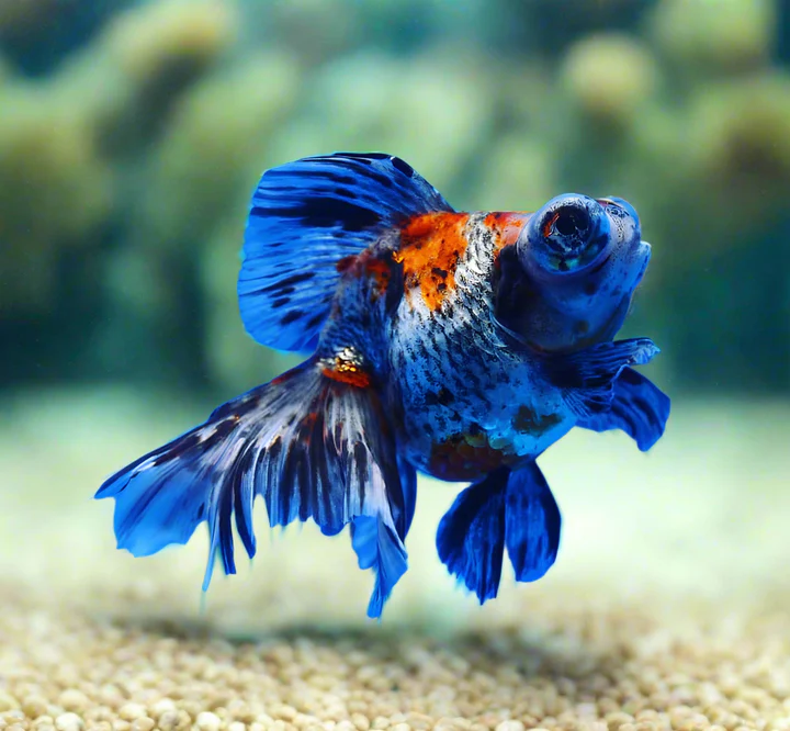 A Grade Calico Dragon Eye Broad Tail Goldfish (Carassius auratus) 4" for Sale Canada | Premium Fancy Goldfish