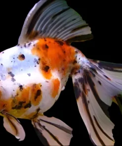 Calico Oranda Goldfish (Carassius auratus) 4.5" Grade A for Sale Canada | Premium Fancy Goldfish