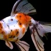 Calico Oranda Goldfish (Carassius auratus) 2.5–3.25" for Sale Canada | Premium Fancy Goldfish