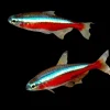 Cardinal Tetra (Paracheirodon axelrodi) for Sale Canada | Vibrant Schooling Aquarium Fish