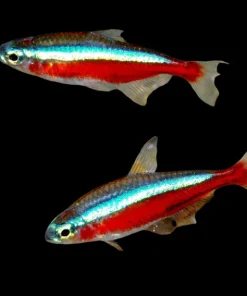 Cardinal Tetra (Paracheirodon axelrodi) for Sale Canada | Vibrant Schooling Aquarium Fish