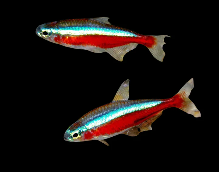 Cardinal Tetra (Paracheirodon axelrodi) for Sale Canada | Vibrant Schooling Aquarium Fish