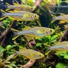 Celebes Rainbow (Marosatherina ladigesi) for Sale Canada | Premium Sailfin Rainbowfish