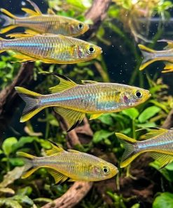 Celebes Rainbow (Marosatherina ladigesi) for Sale Canada | Premium Sailfin Rainbowfish