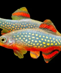 Celestial Pearl Danio Galaxy Rasbora XL for Sale Canada | Celestichthys margaritatus